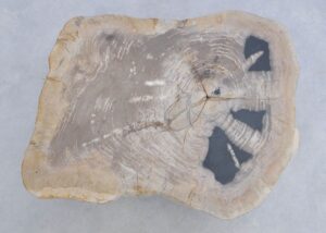 Coffee table petrified wood 45241