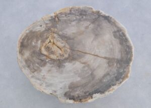 Coffee table petrified wood 45243