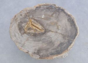 Coffee table petrified wood 45244