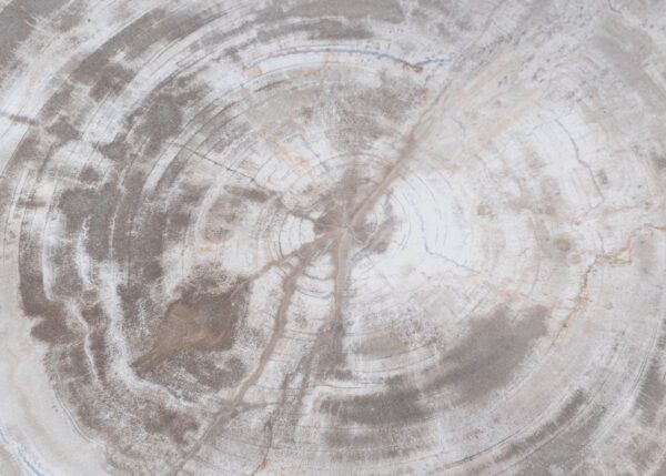 Couchtisch versteinertes Holz 45179