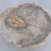 Couchtisch versteinertes Holz 45244