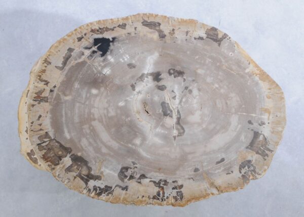 Mesa de centro madera petrificada 45228