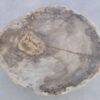Salontafel versteend hout 45243