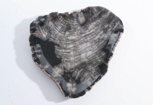 Bord versteend hout 45051L