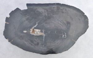 Coffee table petrified wood 38203