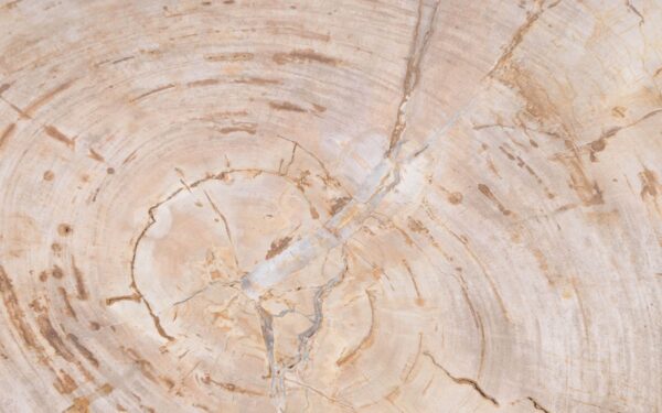 Couchtisch versteinertes Holz 42185