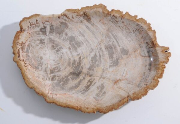 Plate petrified wood 45051a