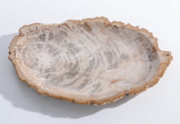 Plate petrified wood 45051a