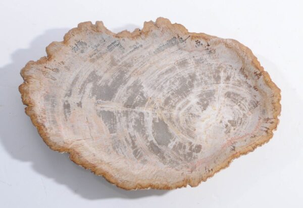 Plate petrified wood 45051b