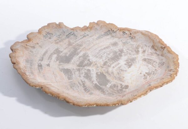 Plate petrified wood 45051b