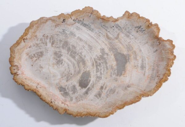 Plate petrified wood 45051c