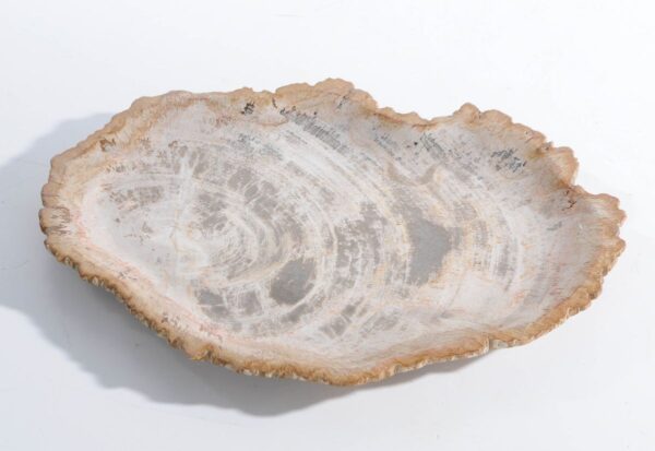 Plate petrified wood 45051c