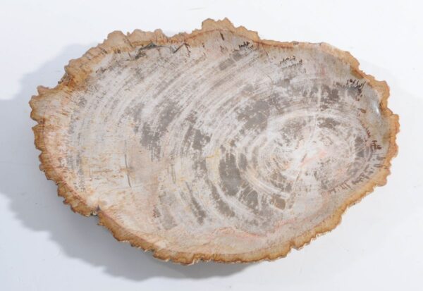 Plate petrified wood 45051d