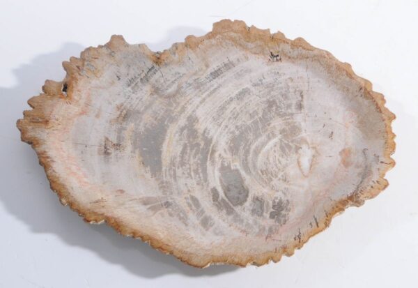 Plate petrified wood 45051e