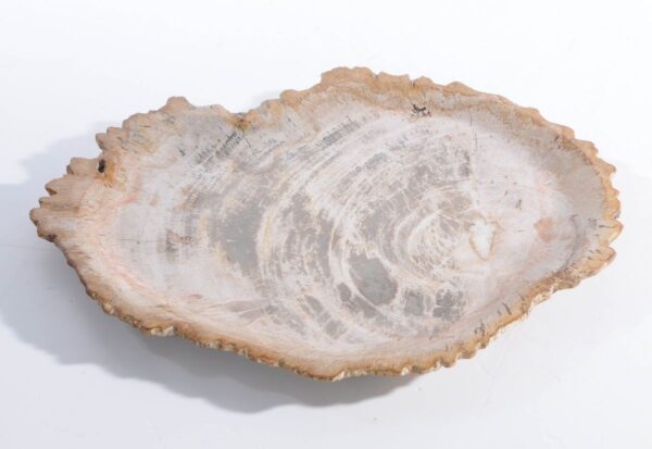 Plate petrified wood 45051e