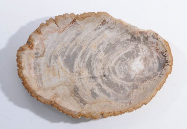 Plate petrified wood 45051f