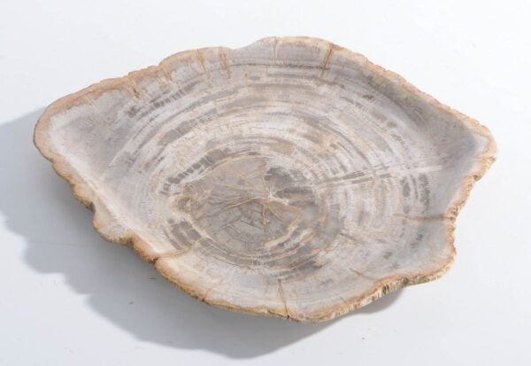 Plate petrified wood 45051h