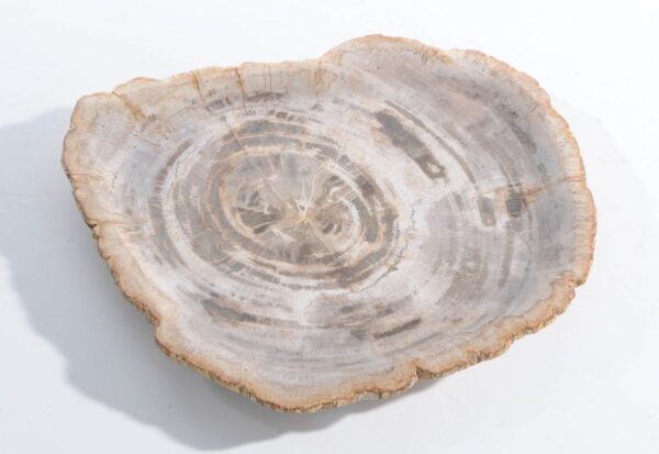 Plate petrified wood 45051j