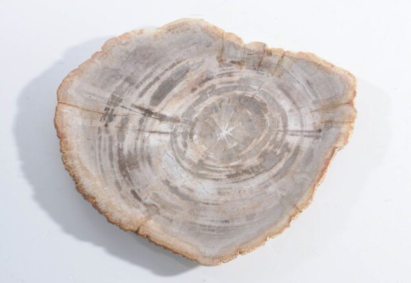 Plate petrified wood 45051k