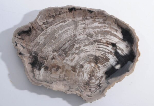 Plate petrified wood 45052f