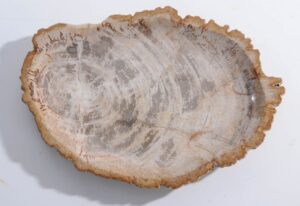 Plato madera petrificada 45051a