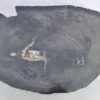 Table basse bois pétrifié 38203