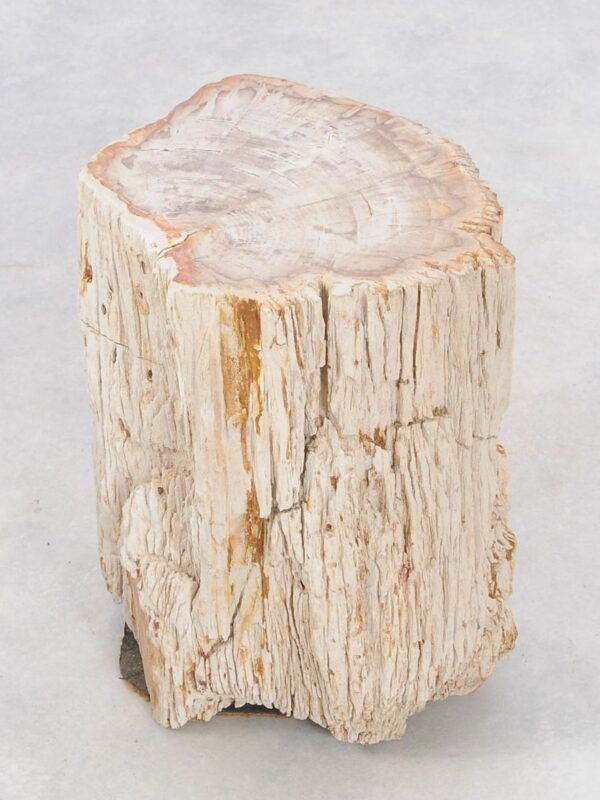 Beistelltisch versteinertes Holz 47034