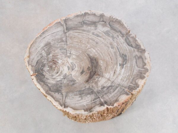 Beistelltisch versteinertes Holz 47037