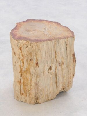 Beistelltisch versteinertes Holz 47041