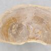 Coffee table petrified wood 46177