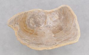 Coffee table petrified wood 46178