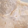 Coffee table petrified wood 46178