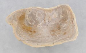 Coffee table petrified wood 46179