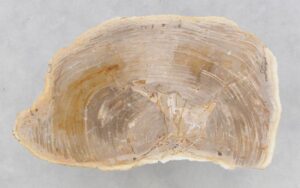 Coffee table petrified wood 46180