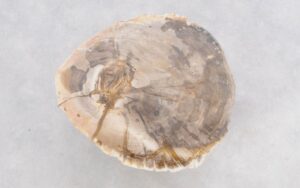 Coffee table petrified wood 46186