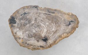 Coffee table petrified wood 47116