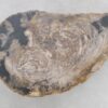 Coffee table petrified wood 47119