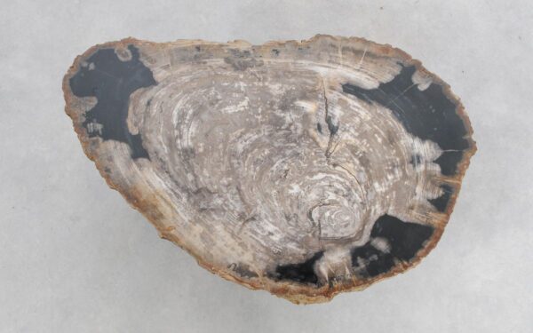 Coffee table petrified wood 47121