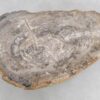 Coffee table petrified wood 47123