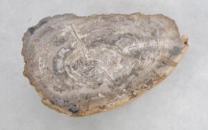 Coffee table petrified wood 47123