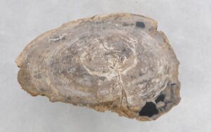 Coffee table petrified wood 47124