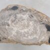 Coffee table petrified wood 47131