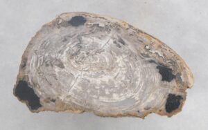 Coffee table petrified wood 47131