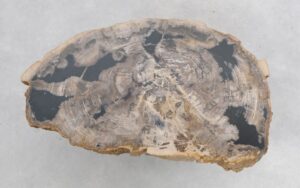 Coffee table petrified wood 47133