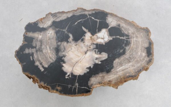 Coffee table petrified wood 47140