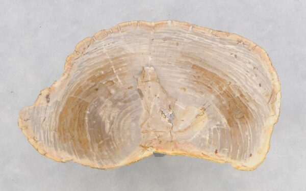 Couchtisch versteinertes Holz 46171