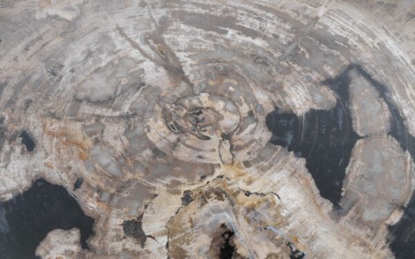 Couchtisch versteinertes Holz 47138