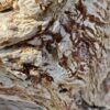 Grabstein versteinertes Holz 45082