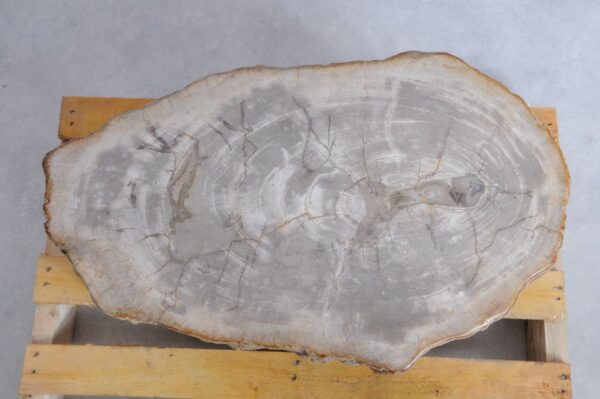 Grabstein versteinertes Holz 45135