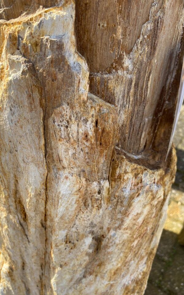 Grafsteen versteend hout 45059